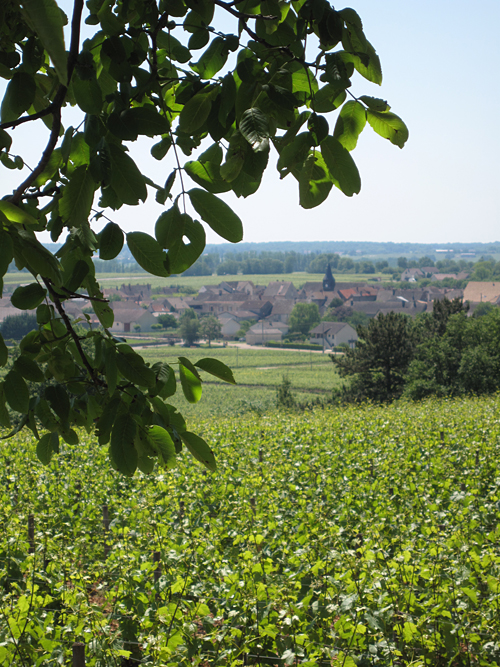 Burgundy Vineyards and town
